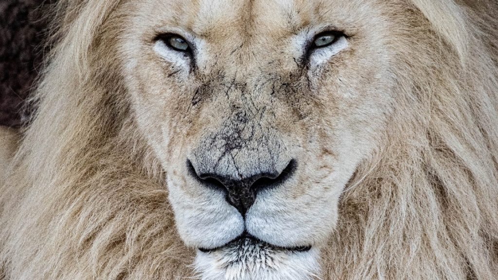 Fan-favourite lion put down at Toronto Zoo after months of veterinary care