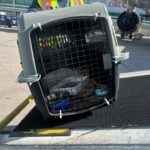 Montrealer reunited with cat after 16-day separation at Toronto Pearson airport